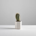 3 x Hexagonal Bamboo Desk Pots – Sustainable Planters & Organizers