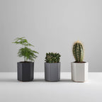 3 x Hexagonal Bamboo Desk Pots – Sustainable Planters & Organizers